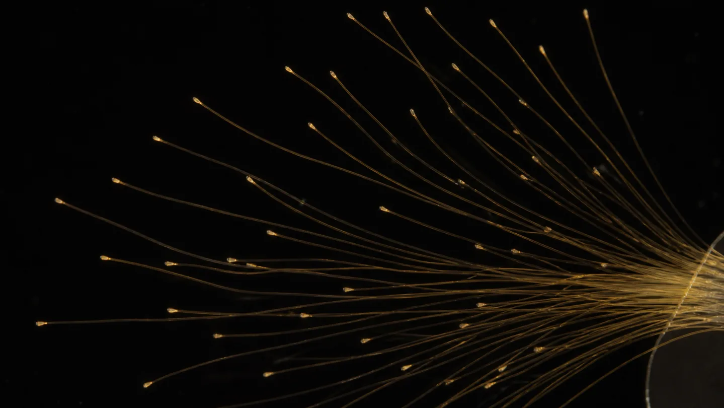 Illustrative gold-tipped microelectrode layout spreading across a dark reference stage